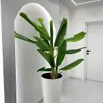Apartment Rai